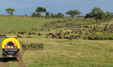 Migration Safari Kenya