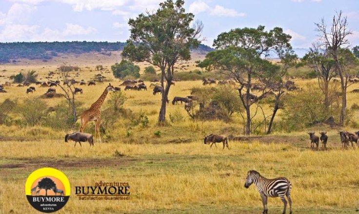 Kenya's Exquisite Lodge Safaris