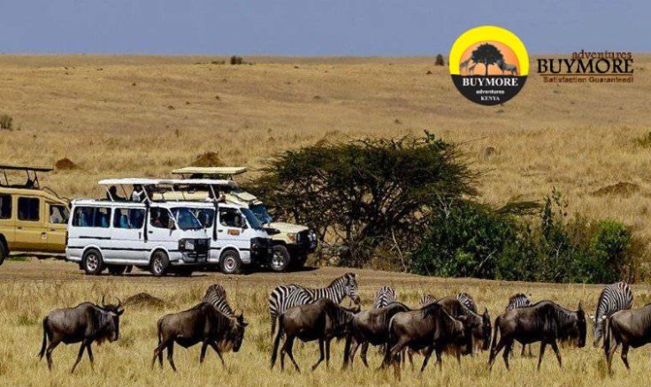 Affordable Safari Adventures: How to Experience Masai Mara's Wildlife on a Budget