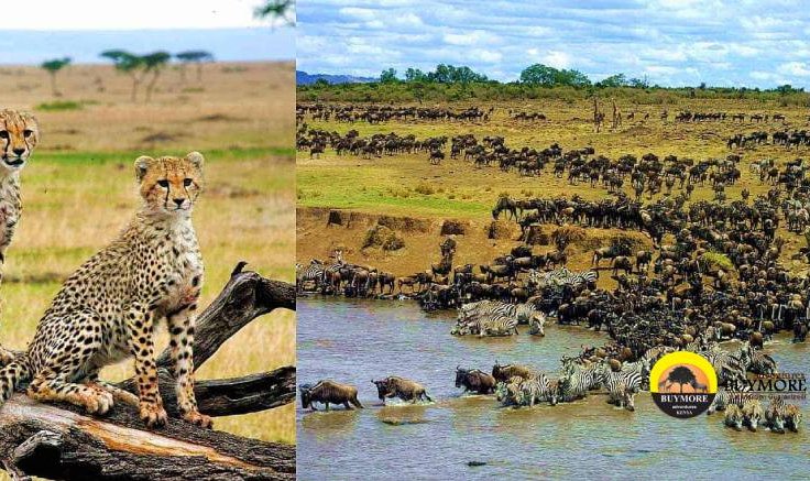 Exploring the Thrilling Wildlife Spectacle of Africa’s Great Migration